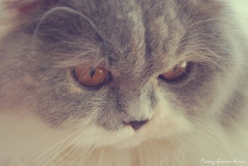 Smitten Kitten Autumn Sweet Amber - Ca. 8 maand
